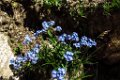 64 dazwischen immer wieder schoene Alpenblumen